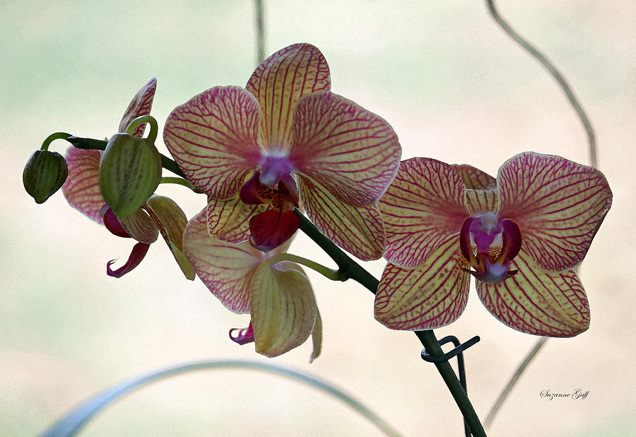 Orchid Photograph - Orchid Series VI by Suzanne Gaff