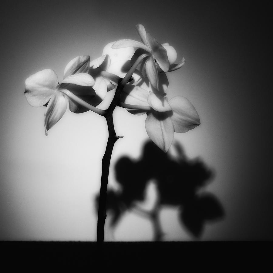 Orchid Shadow Play Photograph