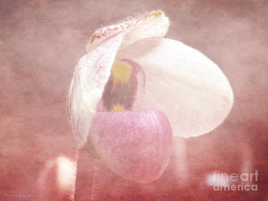 Orchid Softly Photograph
