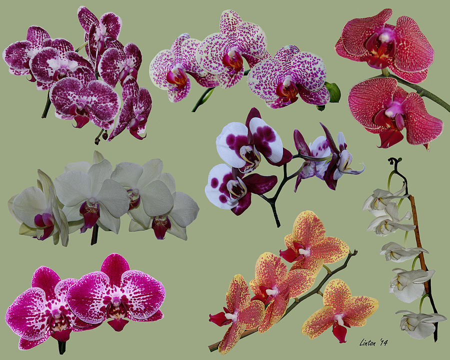 Orchid Splash Photograph by Larry Linton