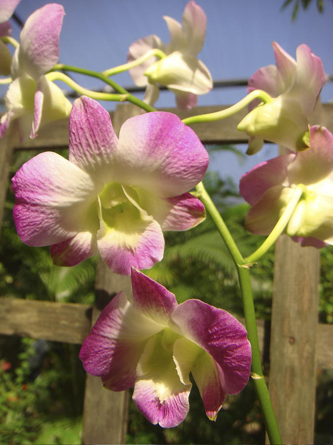 Orchid Splendor Photograph by Karen Zuk Rosenblatt