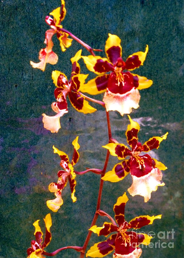 Orchid Photograph - Orchid Spray by Pottery  by Barbie Corbett-Newmin