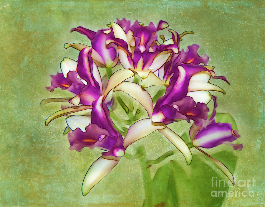 Orchid Spray Photograph by Judi Bagwell
