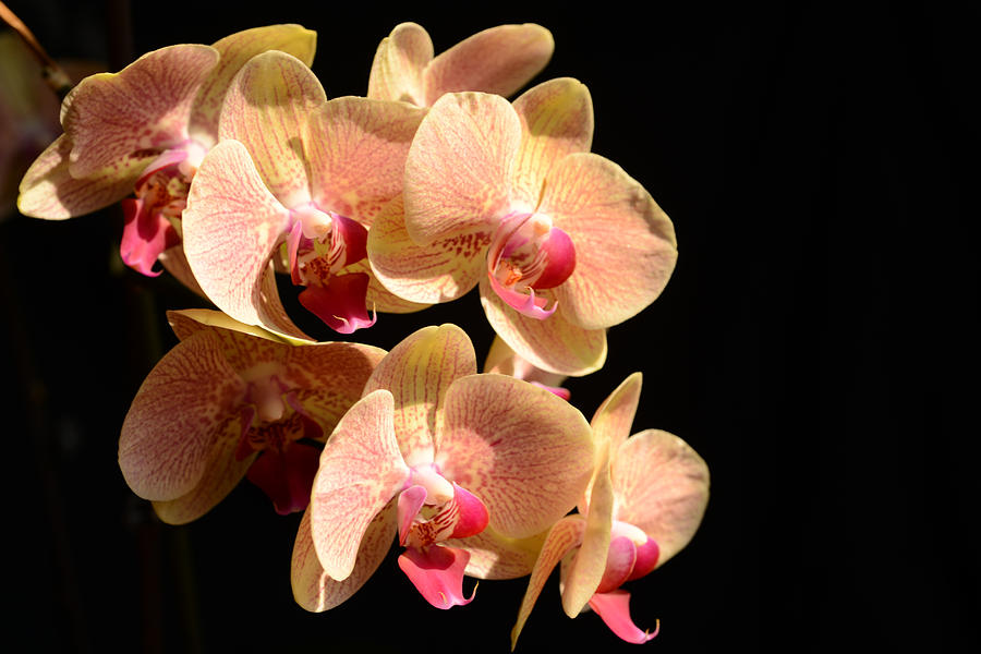 Orchid Spray Photograph by Wanda Brandon