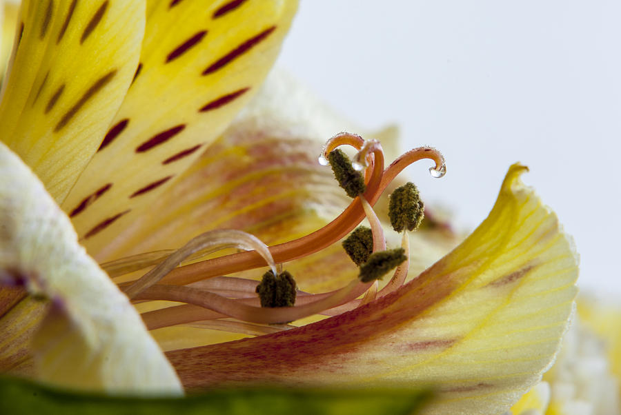 Orchid Stamen Photograph by Oceano Ransford