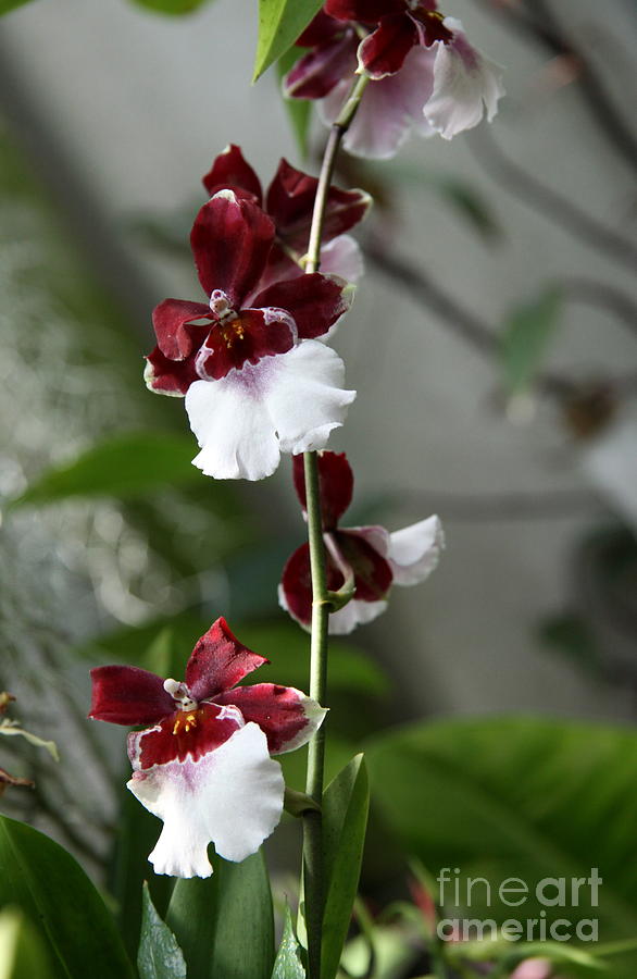 Orchid String Photograph by Christiane Schulze Art And Photography