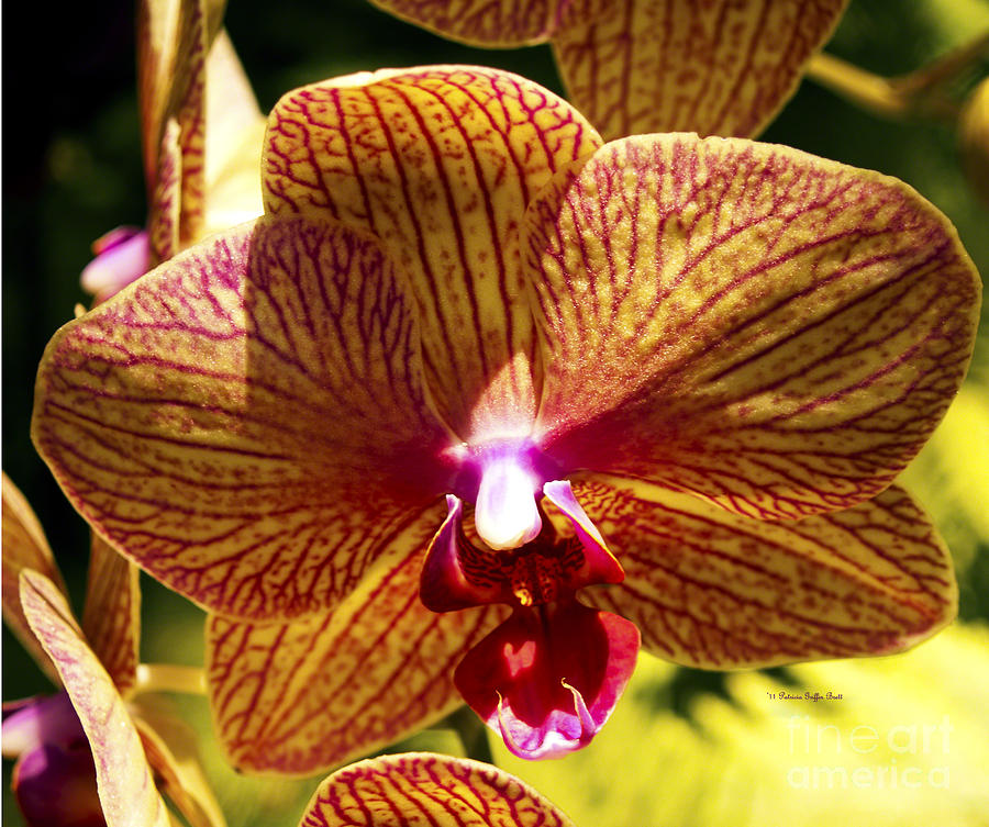 Orchid Study VII by Patricia Griffin Brett Orchid Study VII by Patricia Griffin Brett