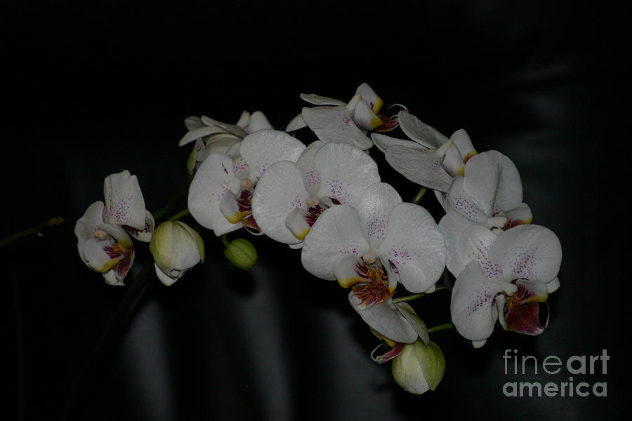 Orchid Photograph by Susanne Baumann