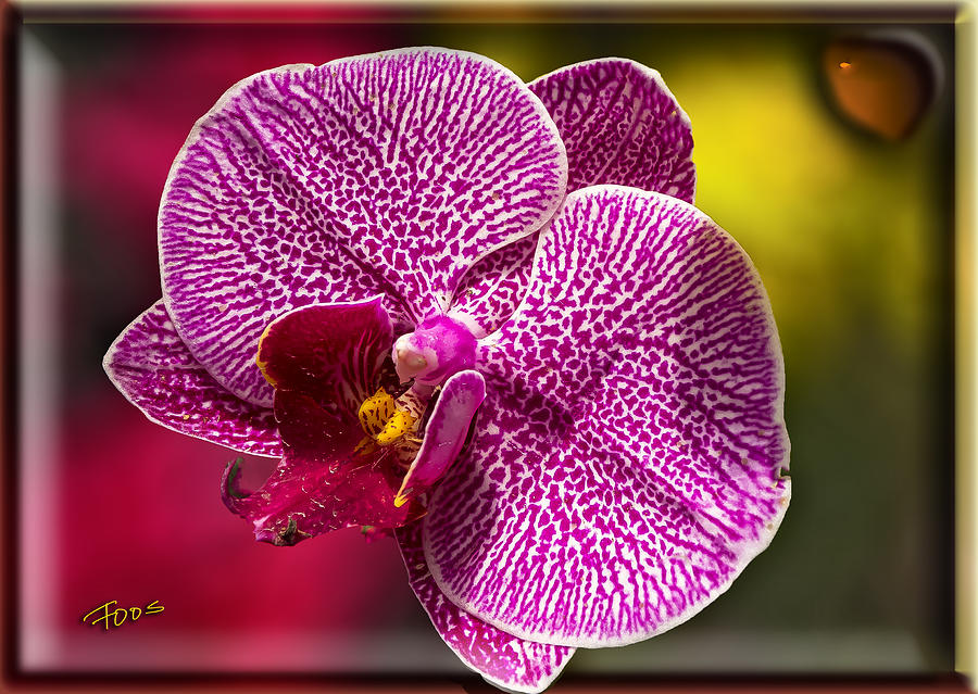 Orchid Suspense Photograph by Roy Foos