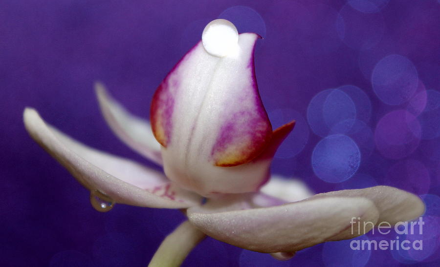 Orchid Photograph - Orchid Tears by Krissy Katsimbras