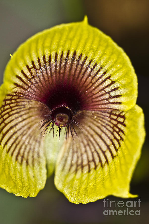 Orchid - Telipogon ampliflorum Photograph by Heiko Koehrer-Wagner
