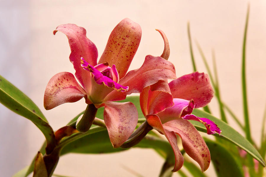 Orchid - Tickled pink  Photograph by Mike Savad