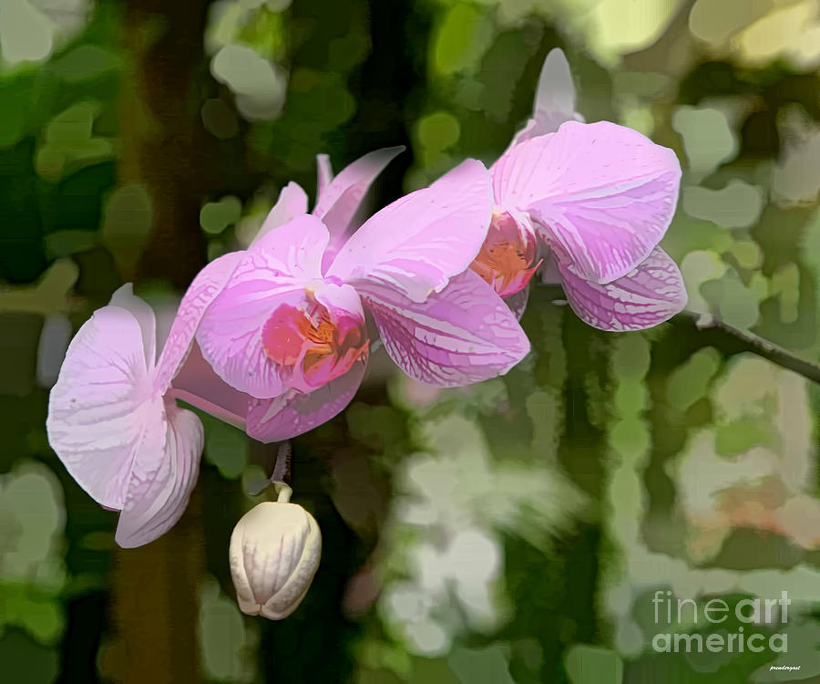 Orchid  Photograph by Tom Prendergast