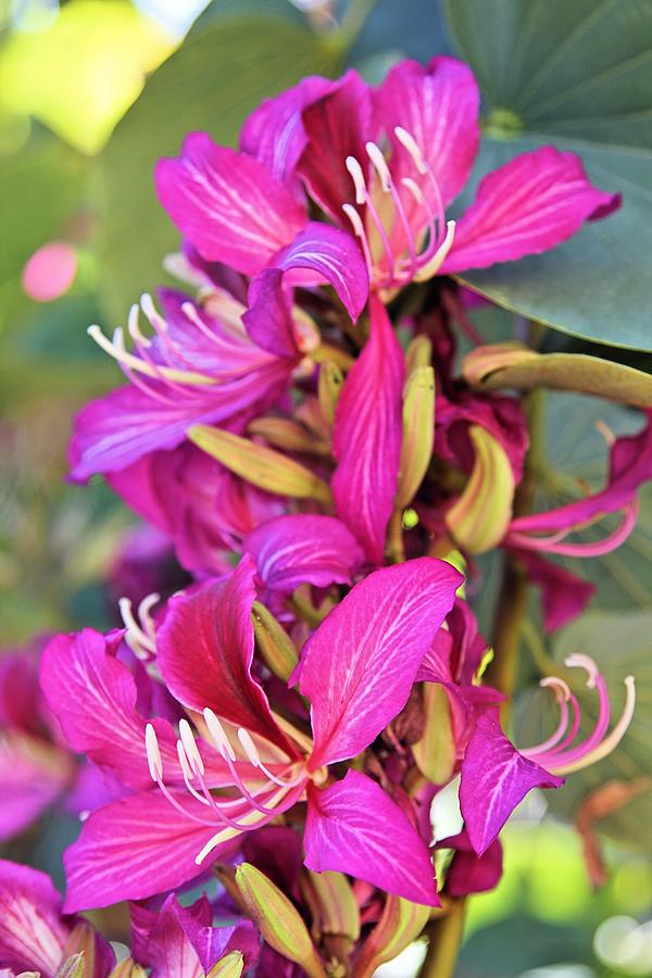 Orchid Tree Flower Photograph by Jane Girardot