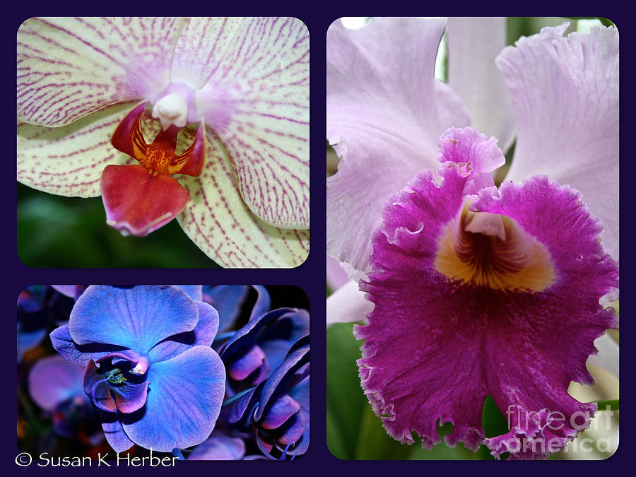 Orchid Trifecta Photograph by Susan Herber