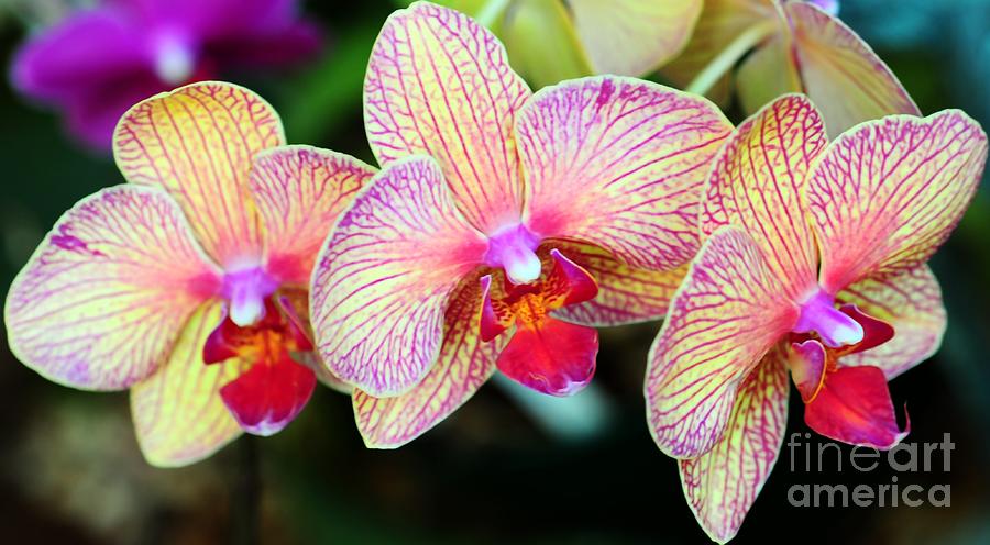 Orchid Trio Photograph