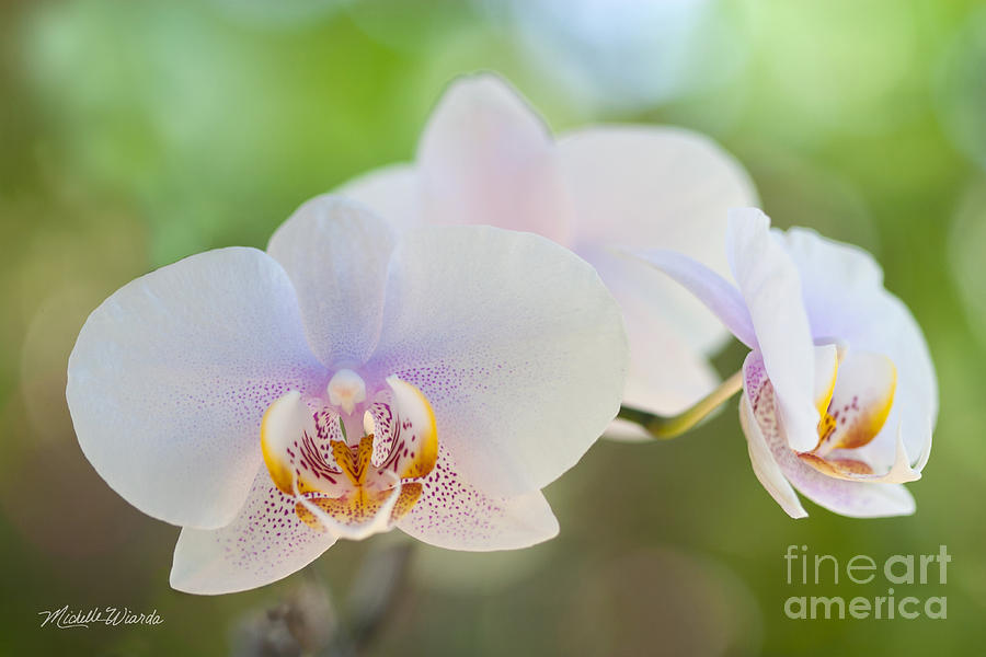 Orchid Photograph - Orchid Trio by Michelle Constantine