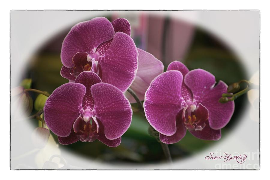Orchid Photograph - Orchid Trio by Susan  Lipschutz