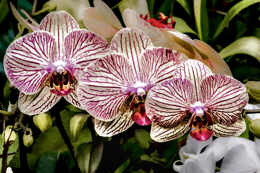 Orchid Triplets Digital Art by Photographic Art by Russel Ray Photos
