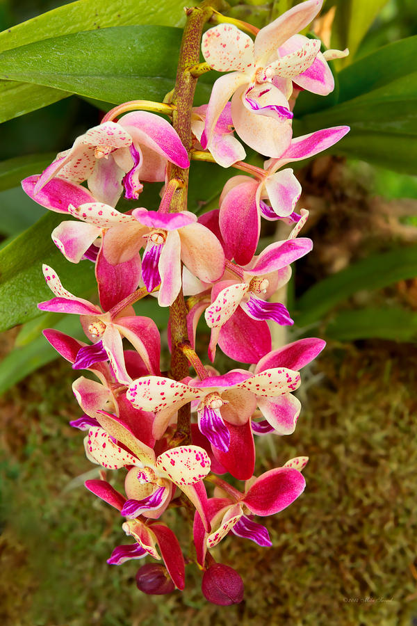 Orchid - Tropical delight Photograph by Mike Savad