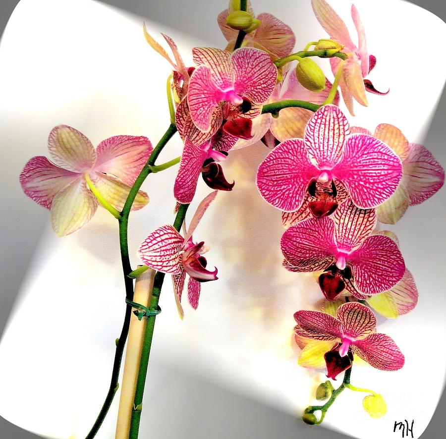 Orchid Twirl Photograph by Marsha Heiken