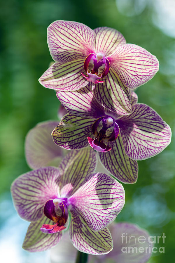 Orchid two Photograph by Ken Frischkorn