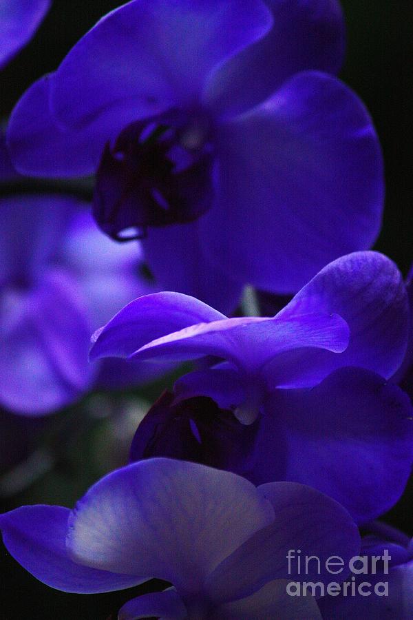 Orchid Ultraviolet Photograph by Veronica Batterson