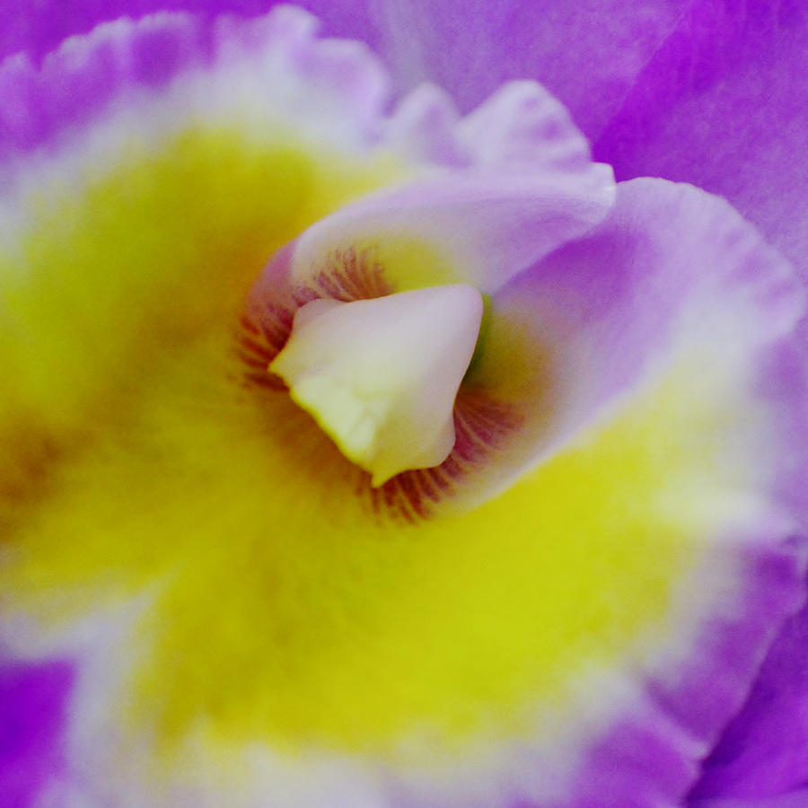 Orchid Up Close Photograph by Jody Lane