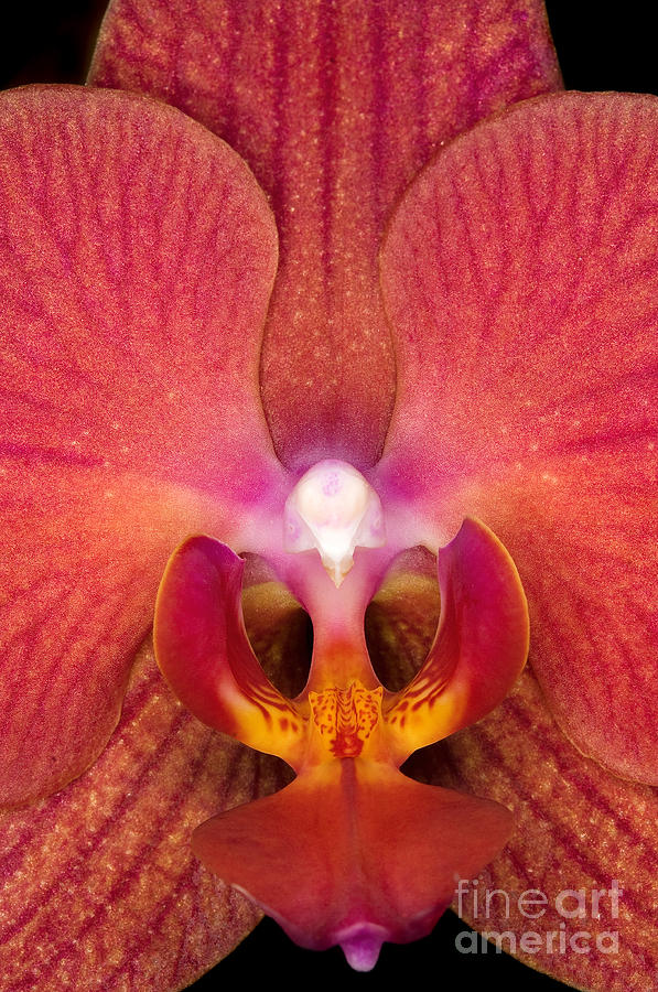 Orchid Up Close Photograph by Terry Elniski