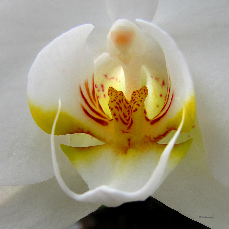 Orchid Upclose Abstract Photograph by Duane McCullough