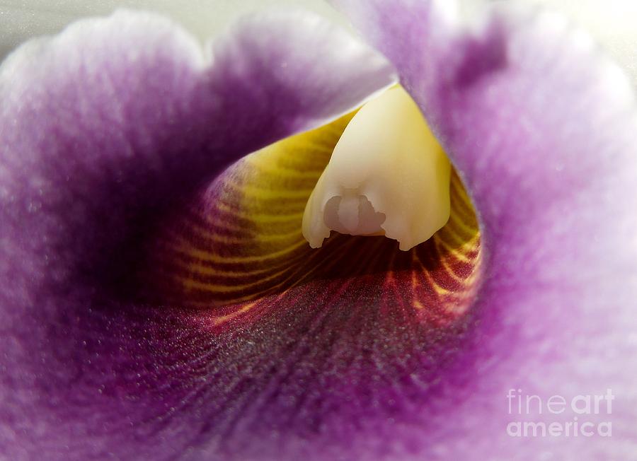 Orchid Upclose Photograph by Chad and Stacey Hall