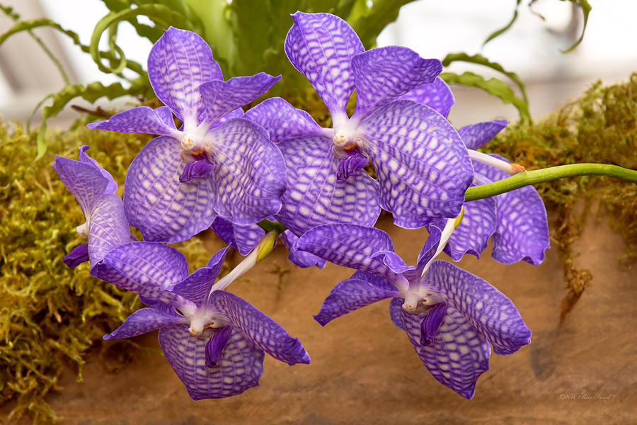 Orchid - Vanda sansai blue Photograph by Mike Savad