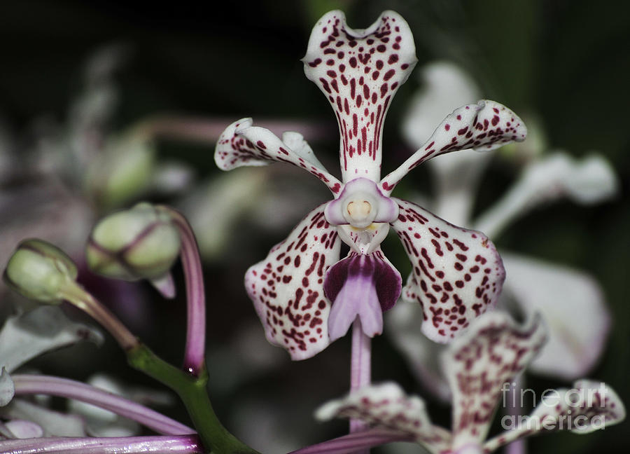 Orchid Vanda Tricolor  Lynn Cook 1 Of 2 Photograph