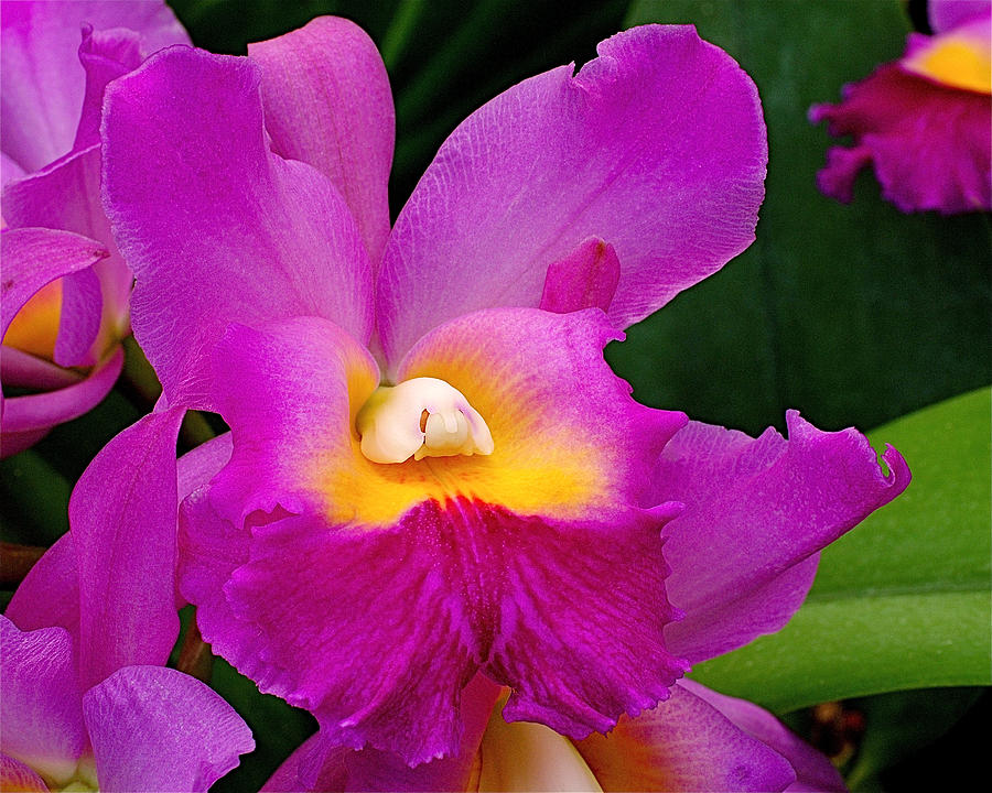 Orchid Photograph - Orchid Variations 1 by Rona Black