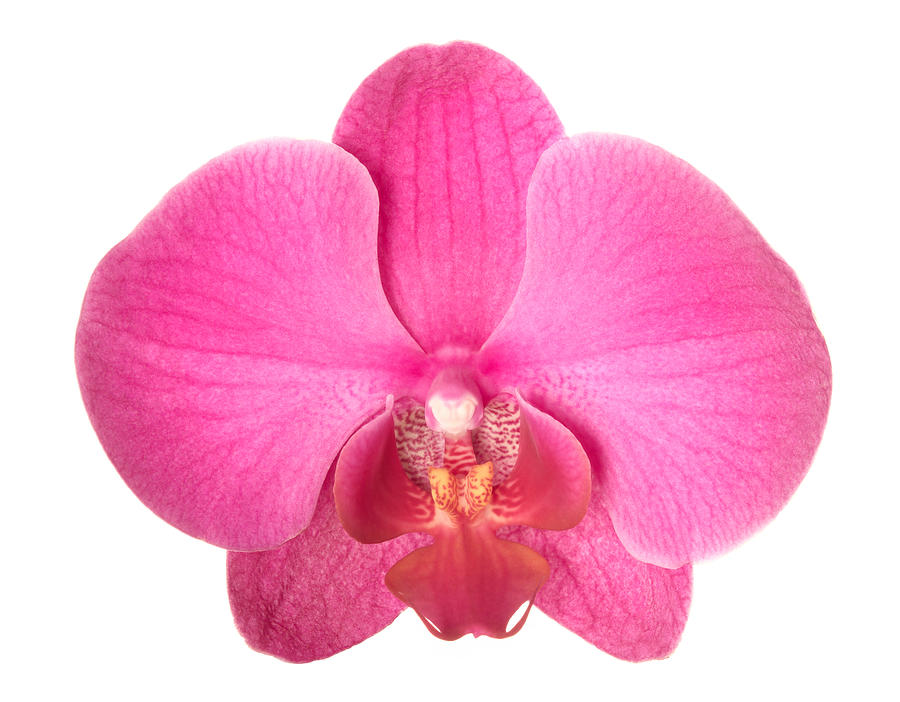 Orchid Photograph by Vidok