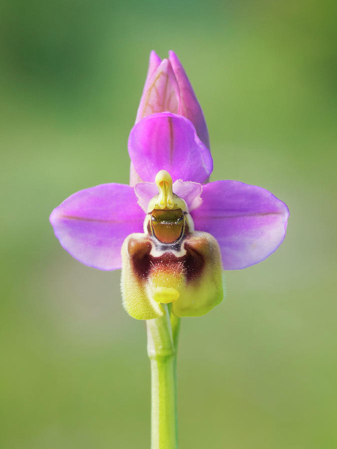 Orchid Wasp Ophrys Tenthredinifera Photograph by By Mediotuerto