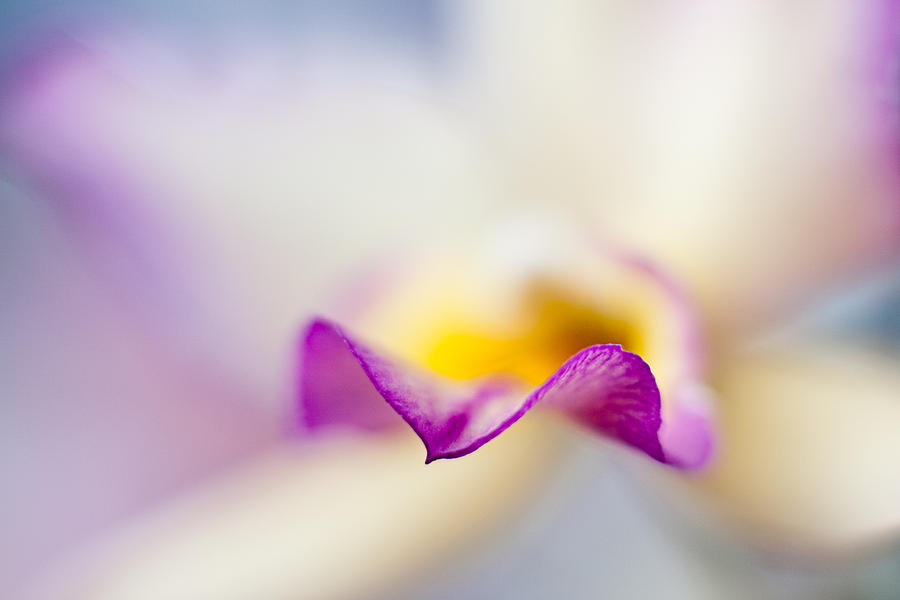 Orchid Wave Photograph by Jeff Abrahamson