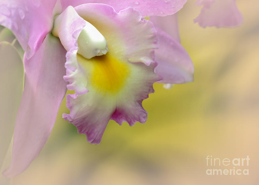 Abstract Photograph - Orchid Whisper by Sabrina L Ryan