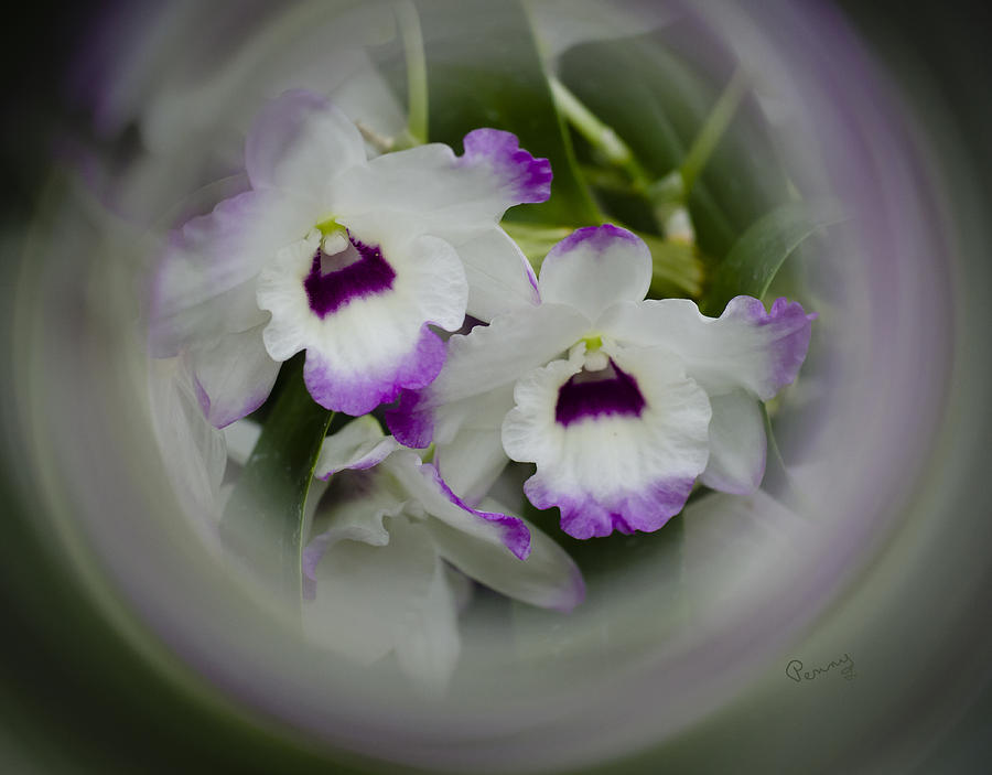 Orchid Wine Swirl Photograph by Penny Lisowski