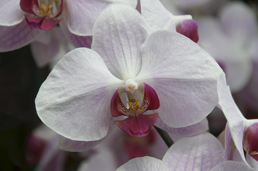 Orchid with a Hint of Purple Photograph by Penny Lisowski