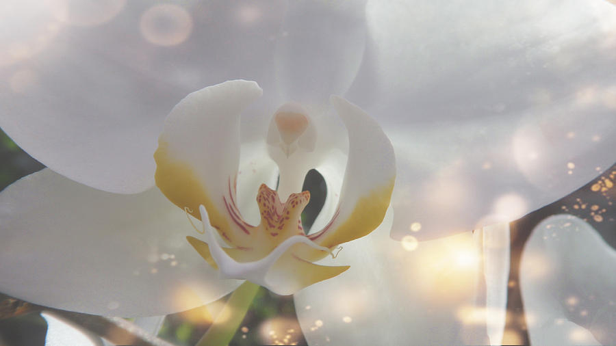 The Orchid with Fiery Sparks  Photograph by Xueyin Chen