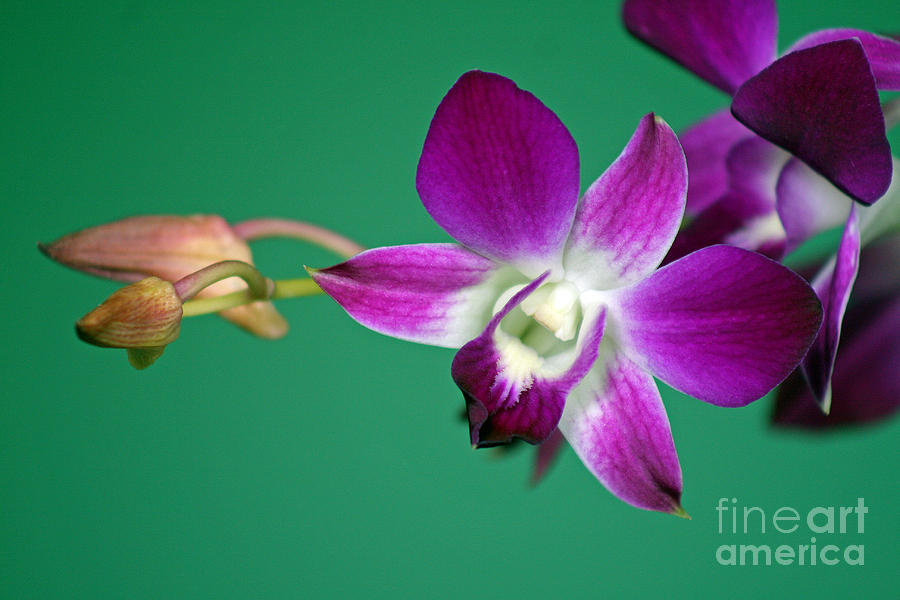 Orchid with Green background Photograph by Karen Adams