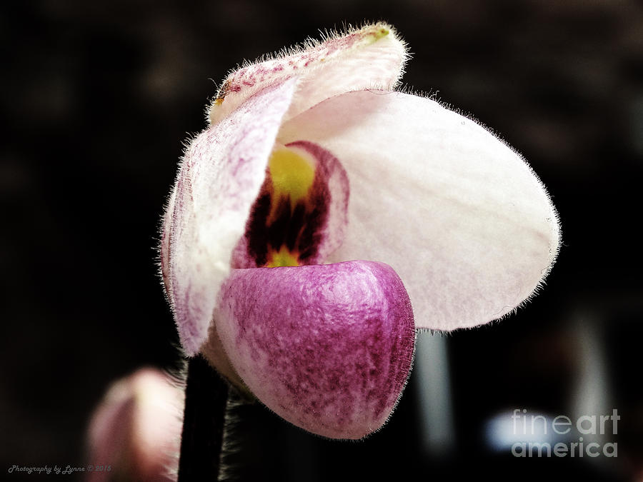Orchid With Purple Tongue Photograph