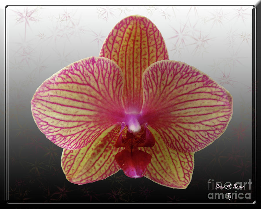 Orchid  with Stars Photograph by Donna Brown