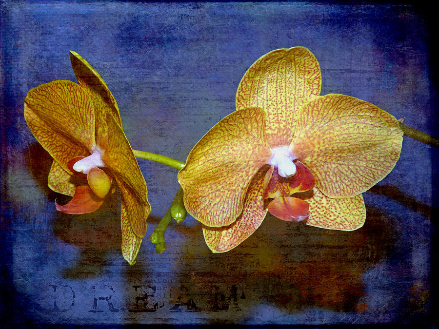 Orchid with Texture Photograph by Pete Trenholm