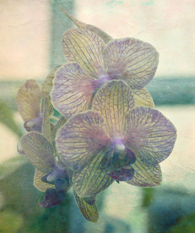 Orchid with Texture Photograph by Roni Chastain
