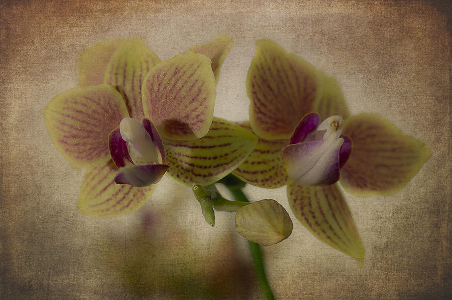 Orchid with Textures Photograph by Wayne Meyer