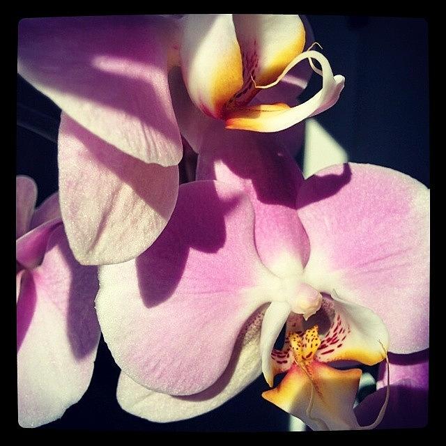 Orchid Www.artmif.lv Photograph by Raimond Klavins