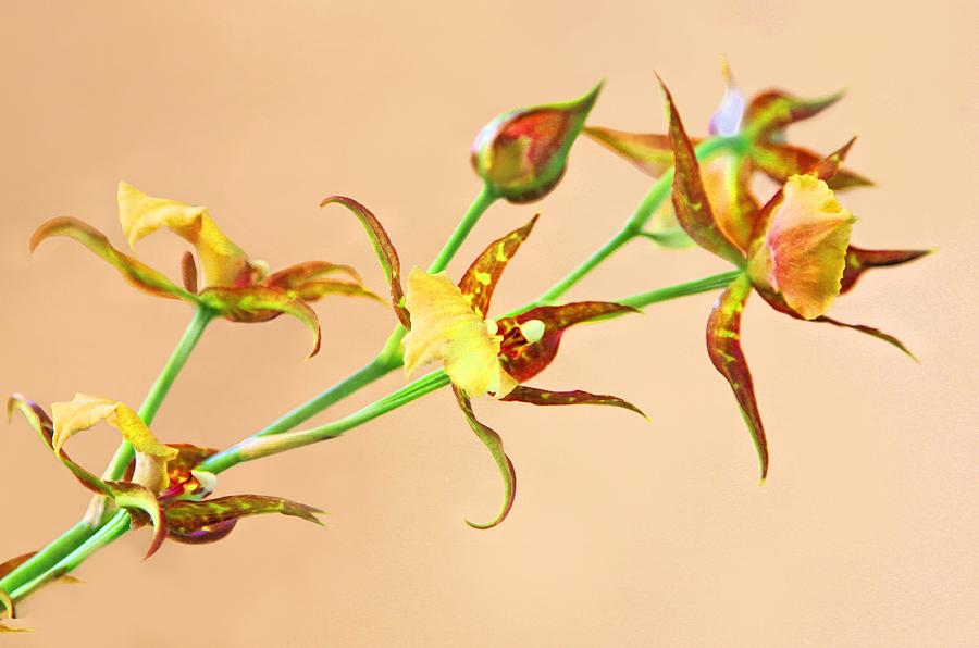 Orchid Yellow Photograph by Jane Girardot