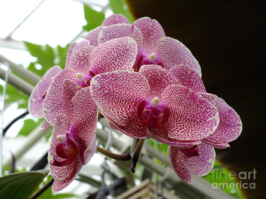 Orchid Photograph by Yenni Harrison